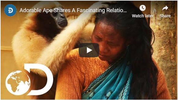 Gibbon ape bonds with human family
